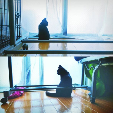 猫 フライパン 乗る お腹空いた 仏陀