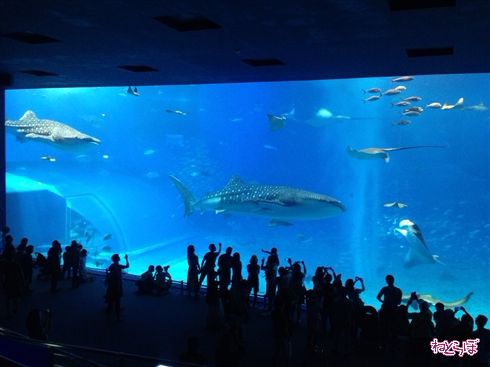 Twitter「フラッシュでマグロが死んだ」←デマだったのはともかく、水族館でのフラッシュ撮影の是非は？