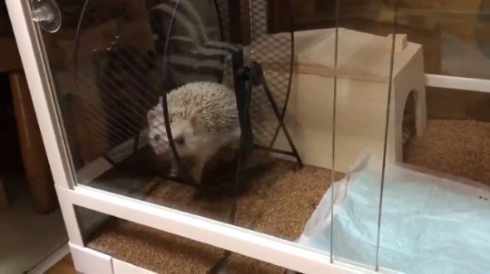 ハリネズミ 滑車 ブランコ 独特 使い方