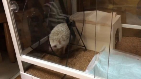 ハリネズミ 滑車 ブランコ 独特 使い方