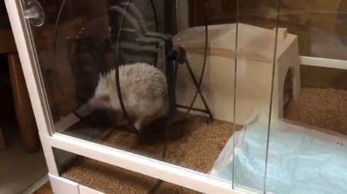 ハリネズミ 滑車 ブランコ 独特 使い方