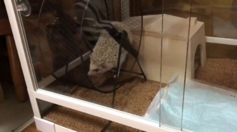 ハリネズミ 滑車 ブランコ 独特 使い方