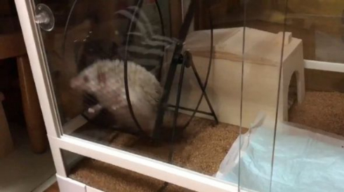 ハリネズミ 滑車 ブランコ 独特 使い方