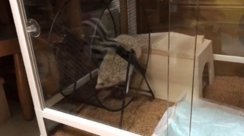 ハリネズミ 滑車 ブランコ 独特 使い方