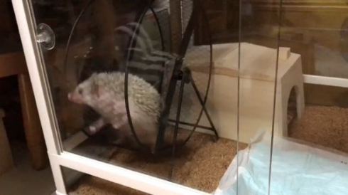 ハリネズミ 滑車 ブランコ 独特 使い方