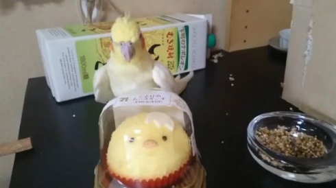 いいちこ インコ 助ける ことり ケーキ