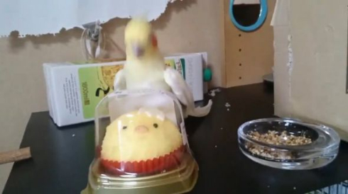 いいちこ インコ 助ける ことり ケーキ