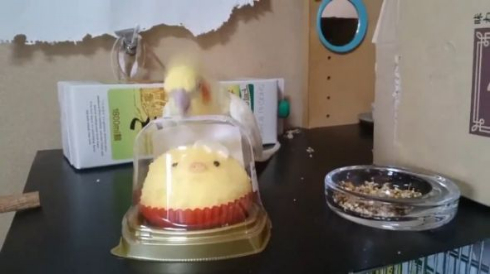 いいちこ インコ 助ける ことり ケーキ