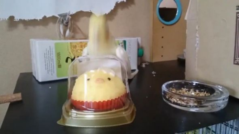 いいちこ インコ 助ける ことり ケーキ