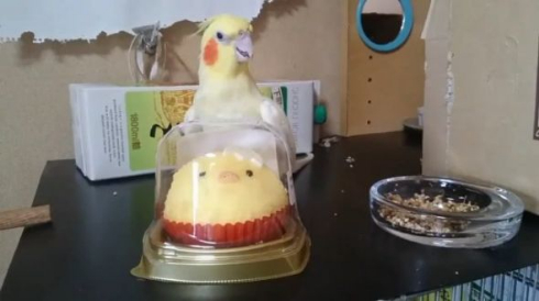 いいちこ インコ 助ける ことり ケーキ
