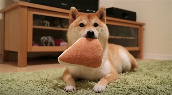 柴犬だいふく