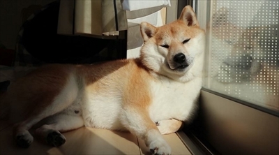 柴犬だいふく