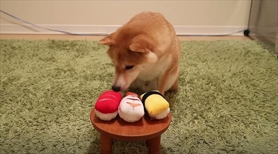 柴犬だいふく