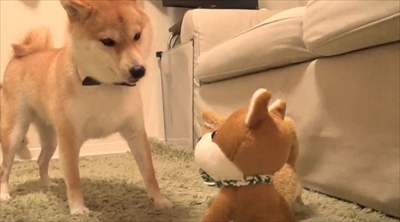 柴犬だいふく