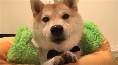 柴犬だいふく