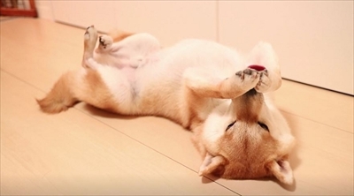 柴犬だいふく