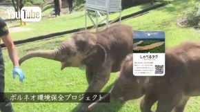 しゃべるタグ お礼 寄付 オーガビッツ 豊島