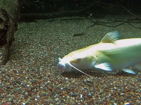 ナマズ おしゃぶり 咥える