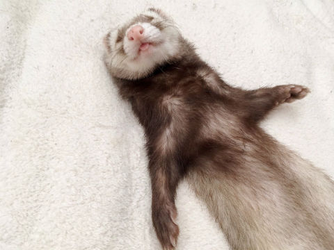 フェレットの寝姿