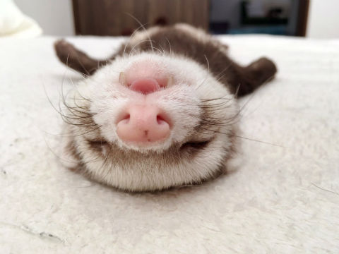 フェレットの寝姿