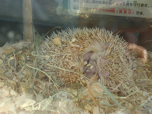 日立市かみね動物園
