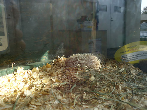 日立市かみね動物園