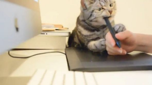 猫 ペンタブ 指導 こまち