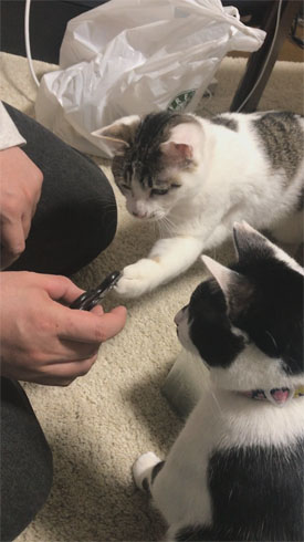 ハンドスピナー