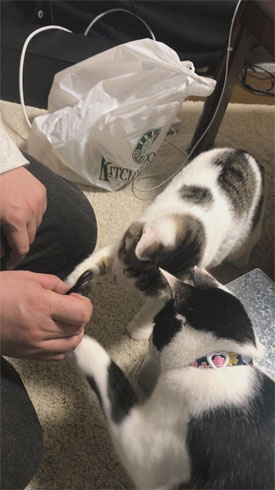 ハンドスピナー