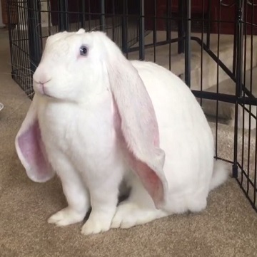 ウサギ 動画 耳 大きい イングリッシュ・ロップ