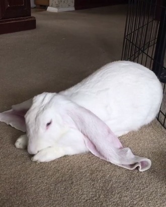 ウサギ 動画 耳 大きい イングリッシュ・ロップ