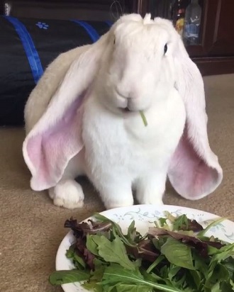 ウサギ 動画 耳 大きい イングリッシュ・ロップ