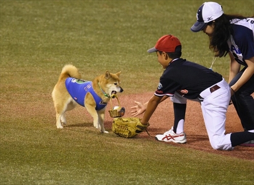 ベースボール犬わさび