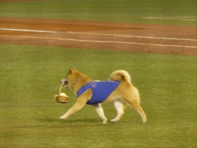 ベースボール犬わさび