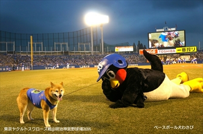 ベースボール犬わさび