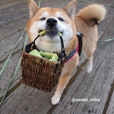ベースボール犬わさび