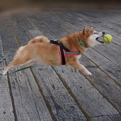 ベースボール犬わさび
