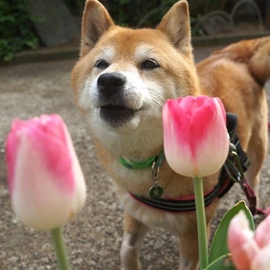 ベースボール犬わさび
