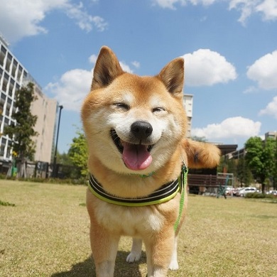 ベースボール犬わさび