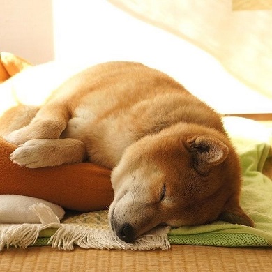ベースボール犬わさび