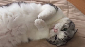 猫 マップくん マンチカン ごろごろ 寝る