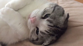 猫 マップくん マンチカン ごろごろ 寝る