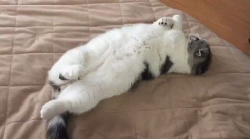 猫 マップくん マンチカン ごろごろ 寝る