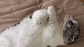 猫 マップくん マンチカン ごろごろ 寝る