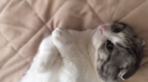 猫 マップくん マンチカン ごろごろ 寝る