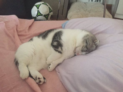 猫 マップくん マンチカン ごろごろ 寝る