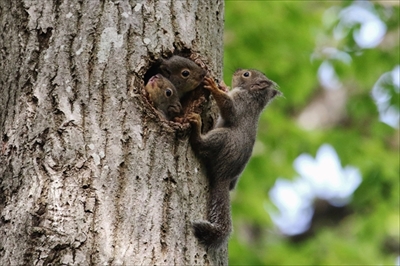 八ヶ岳生きものものがたり
