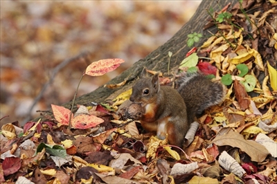 八ヶ岳生きものものがたり