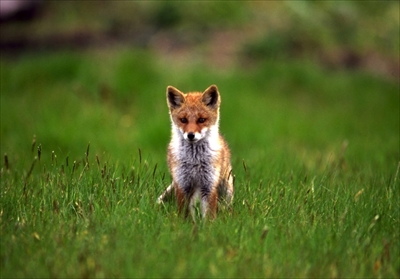 八ヶ岳生きものものがたり