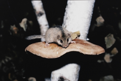 八ヶ岳生きものものがたり